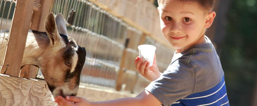 zoo safari ravenna convenzioni